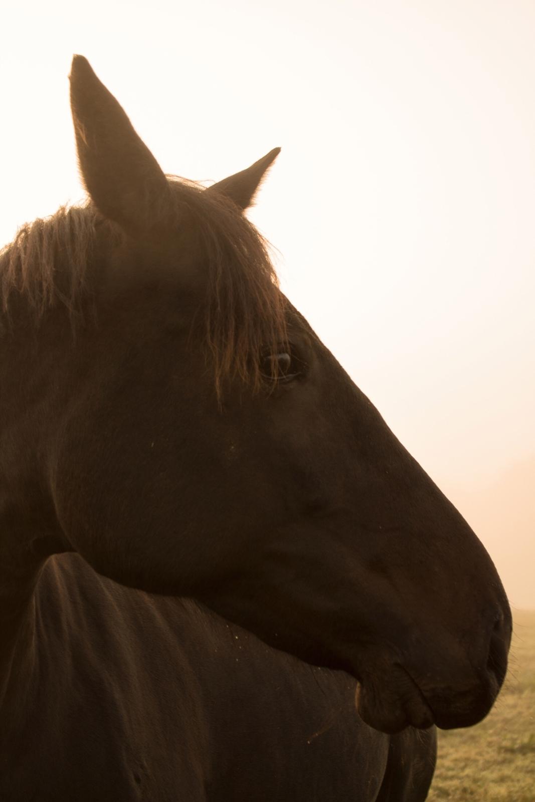 Traver Livi Instinct a.k.a Fleur billede 8