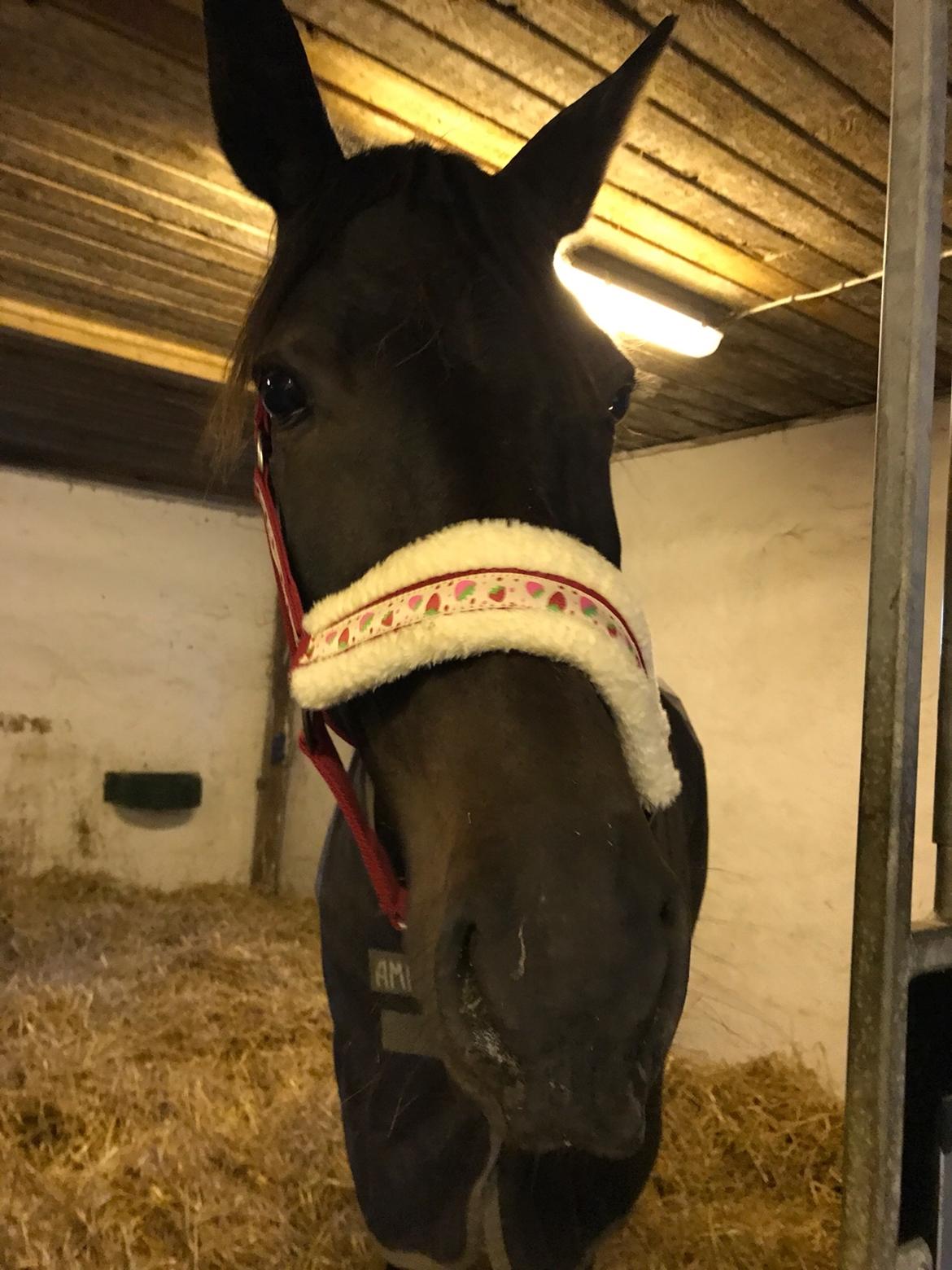 Traver Livi Instinct a.k.a Fleur billede 10