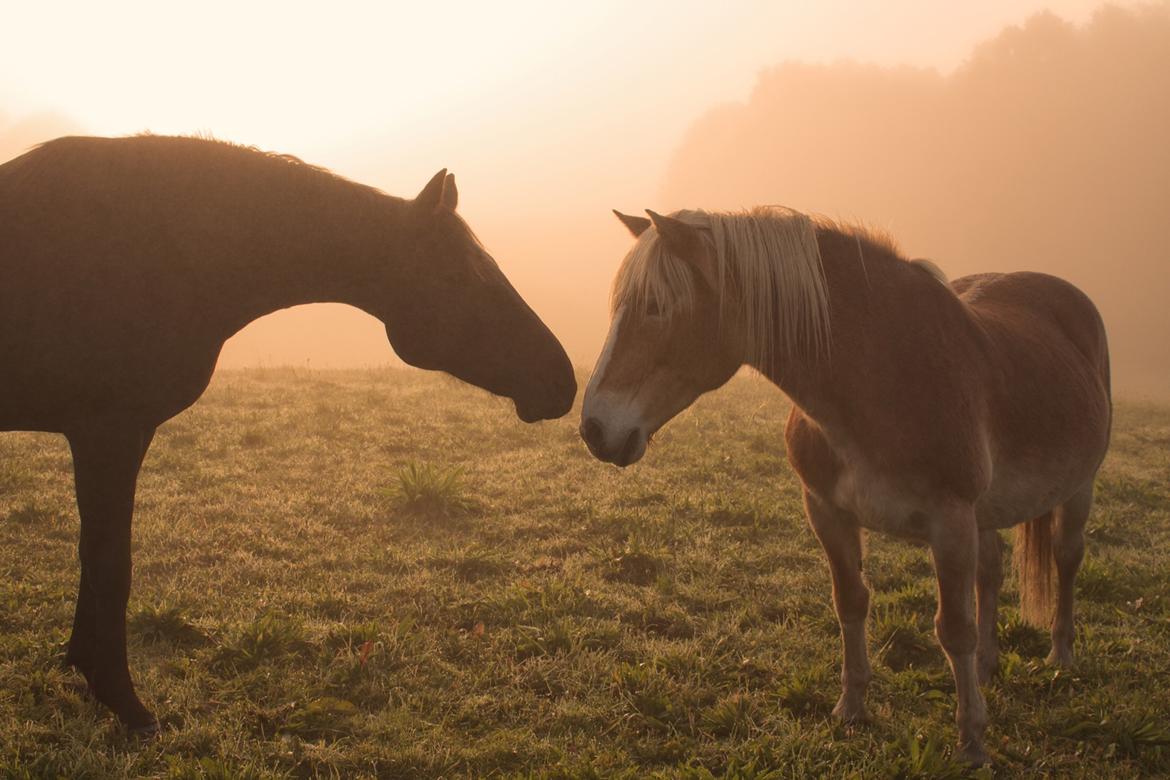 Traver Livi Instinct a.k.a Fleur billede 12