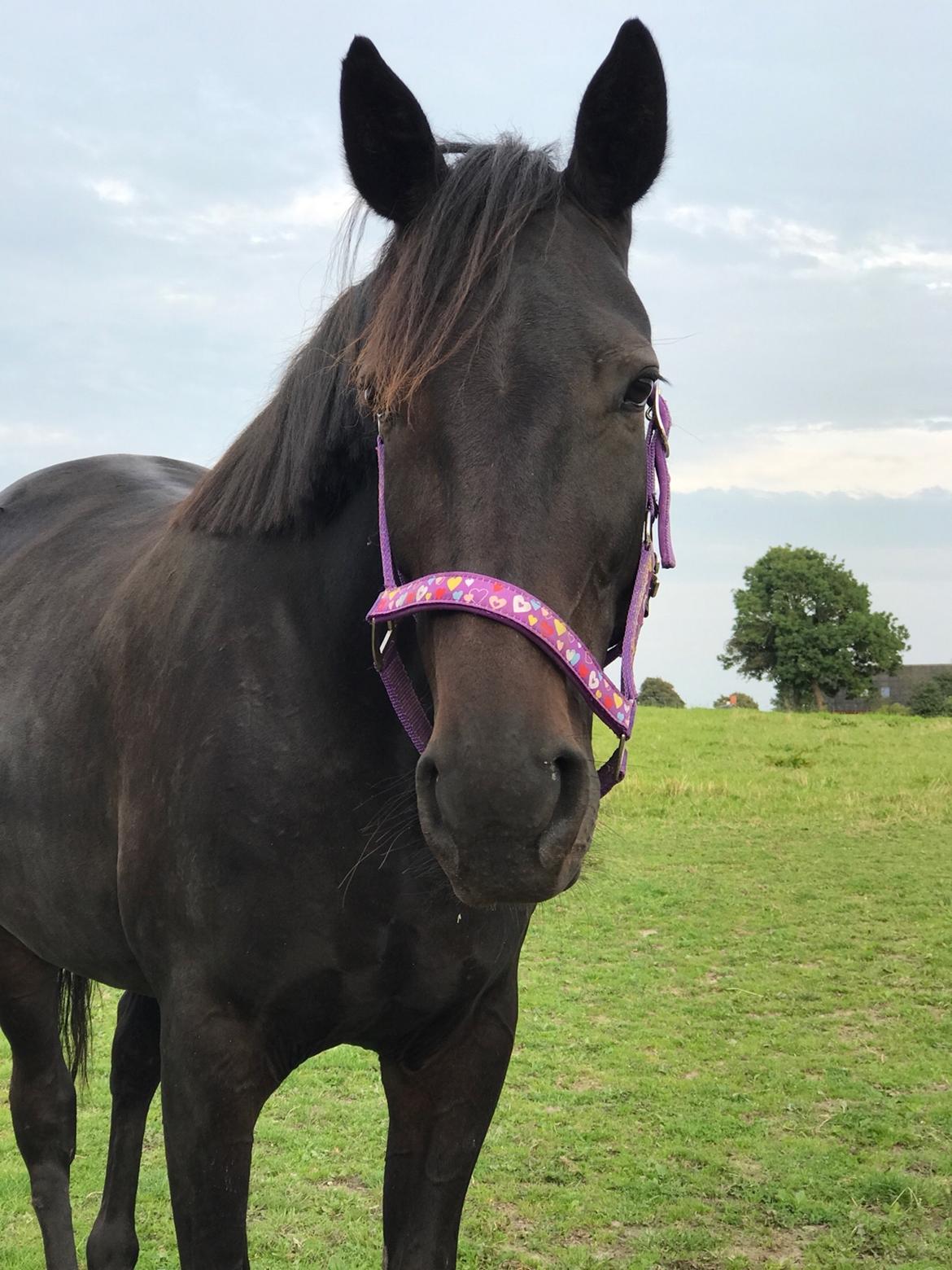 Traver Livi Instinct a.k.a Fleur billede 13