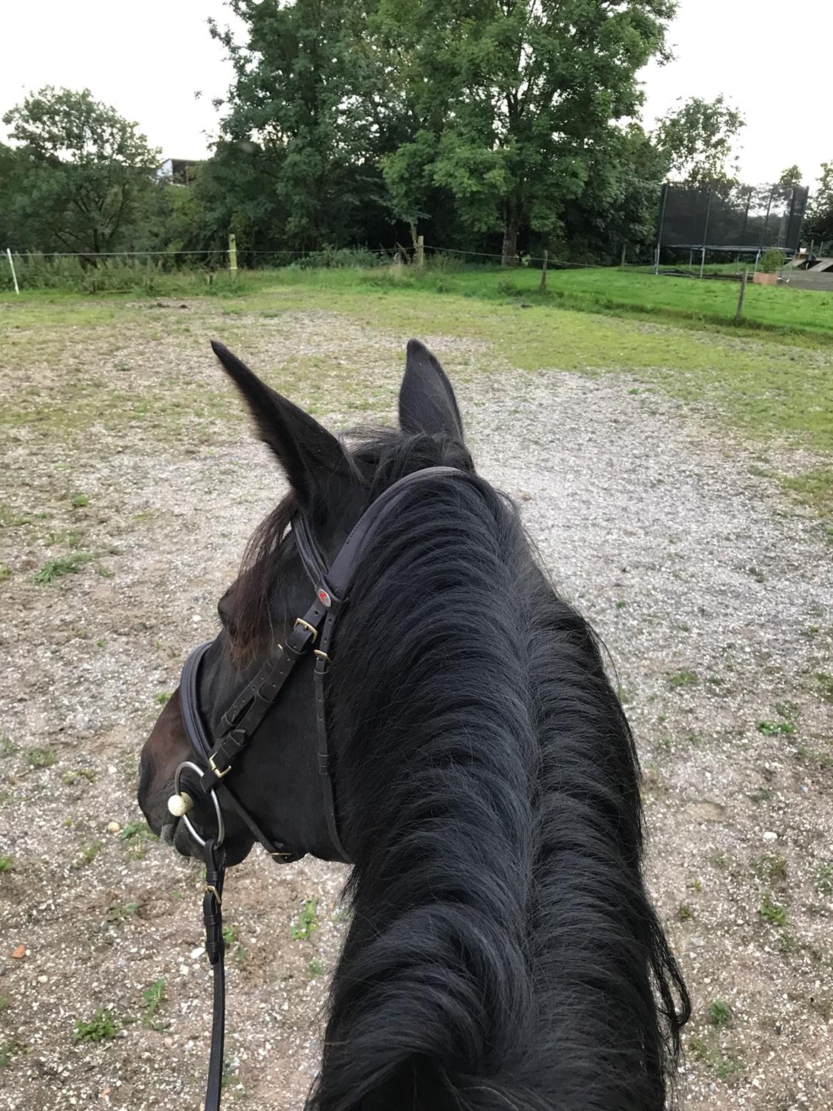 Traver Livi Instinct a.k.a Fleur billede 15