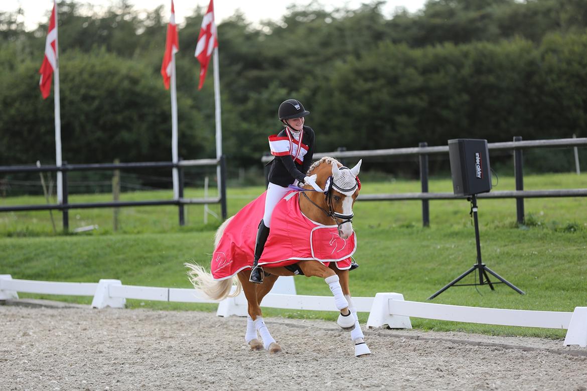 Tysk Sportspony Der Harlekin B A-pony - Danmarksmester 2017 billede 2