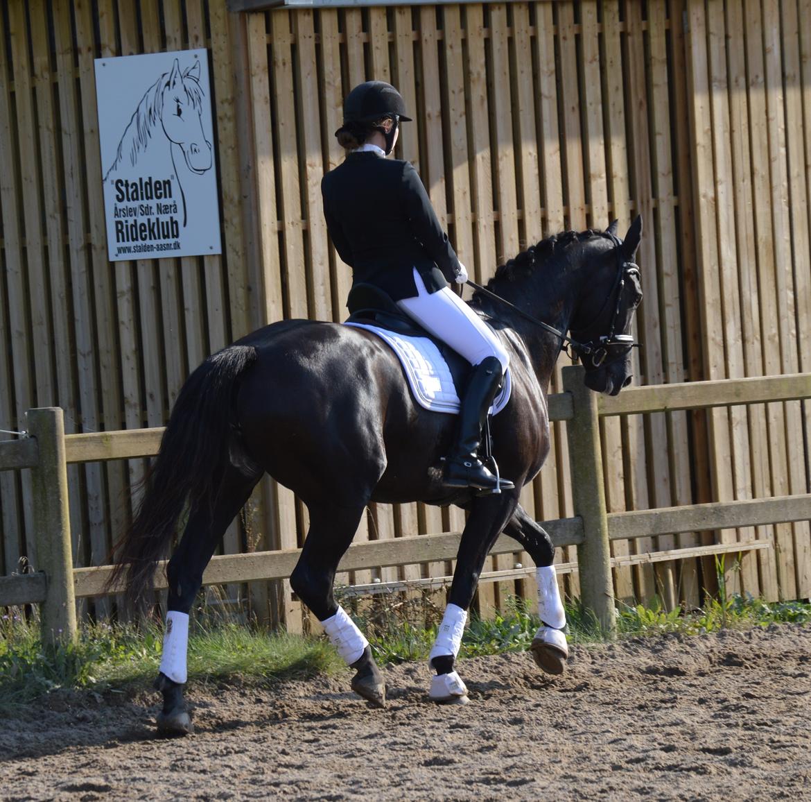 Dansk Varmblod Stald Højgårds Libella billede 20