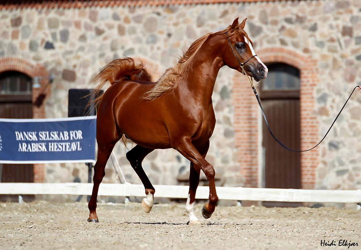 Arabisk fuldblod (OX) Marco APN - 2014-2017* billede 20