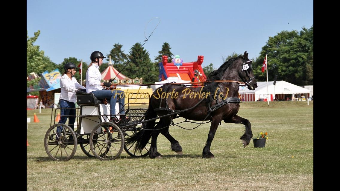 Frieser Irena J - Topkørsel 2016 på det fynske dyrskue billede 3
