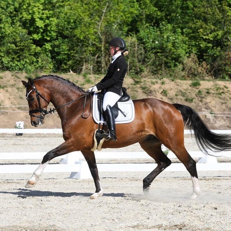 Dansk Varmblod Holmgårds le´mil billede 2