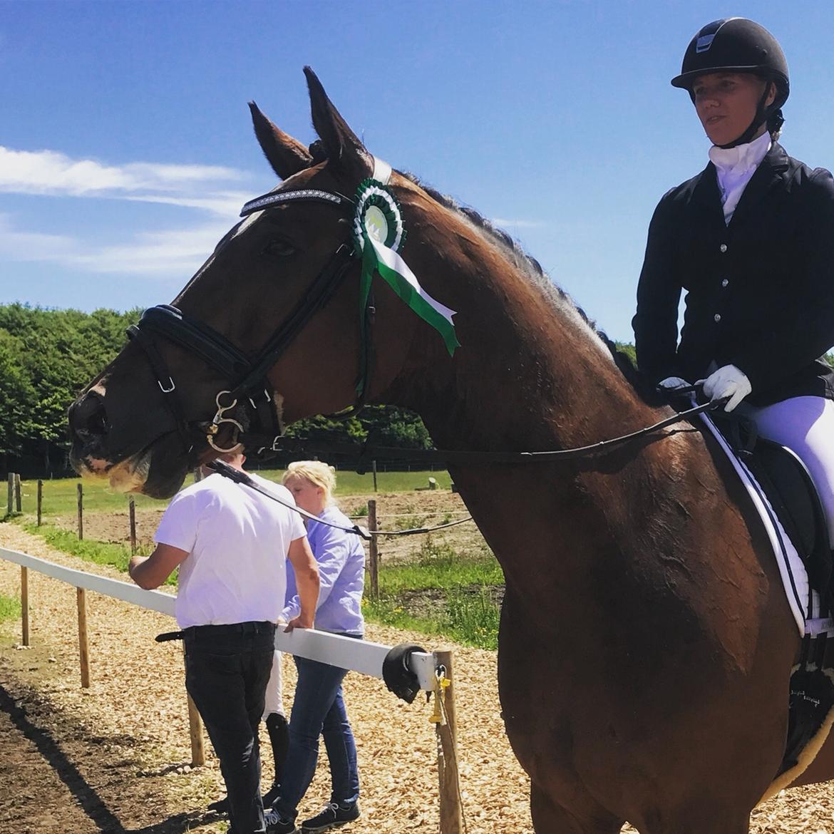 Dansk Varmblod Holmgårds le´mil billede 12