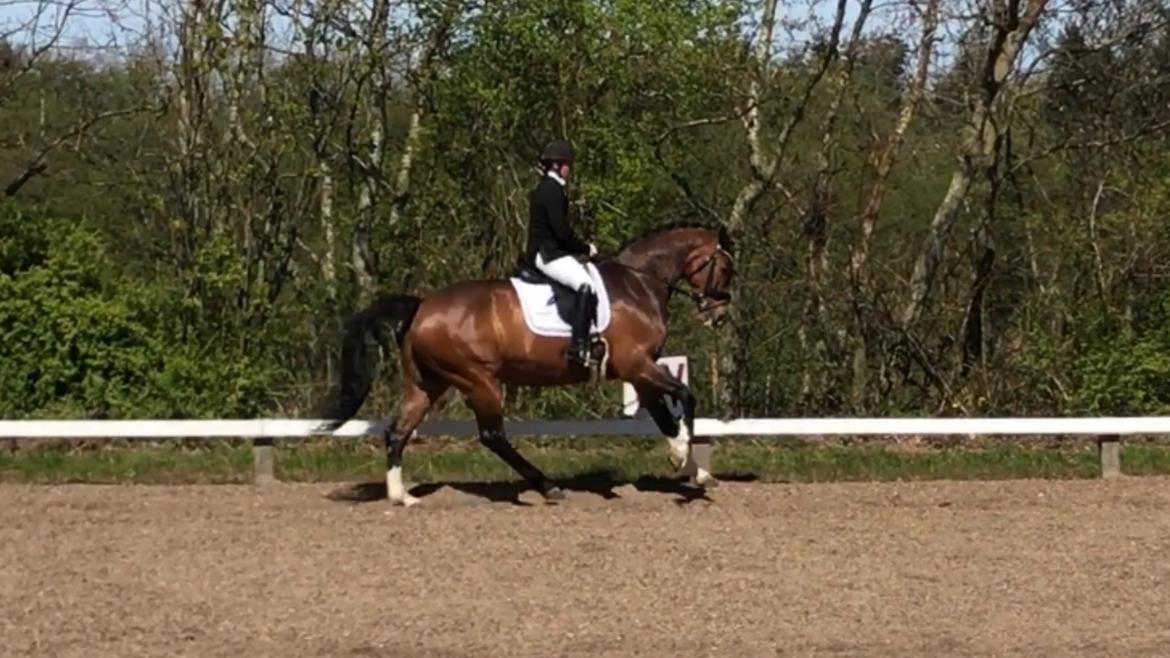 Dansk Varmblod Holmgårds le´mil billede 15