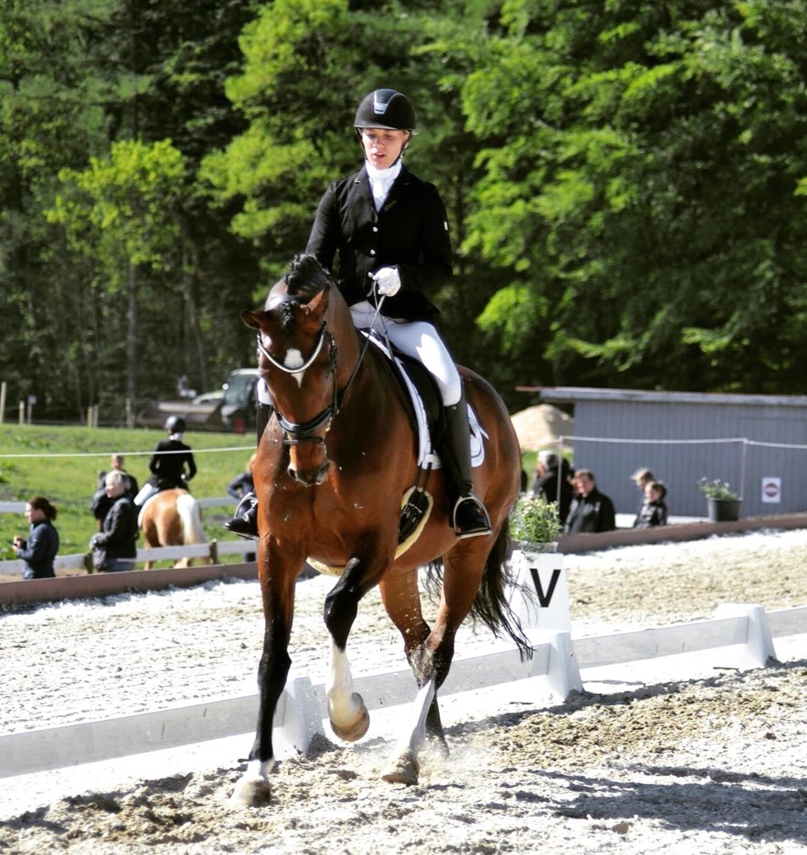 Dansk Varmblod Holmgårds le´mil billede 13