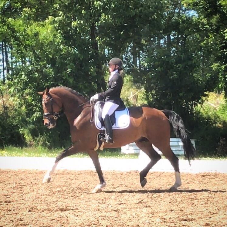 Dansk Varmblod Holmgårds le´mil billede 18