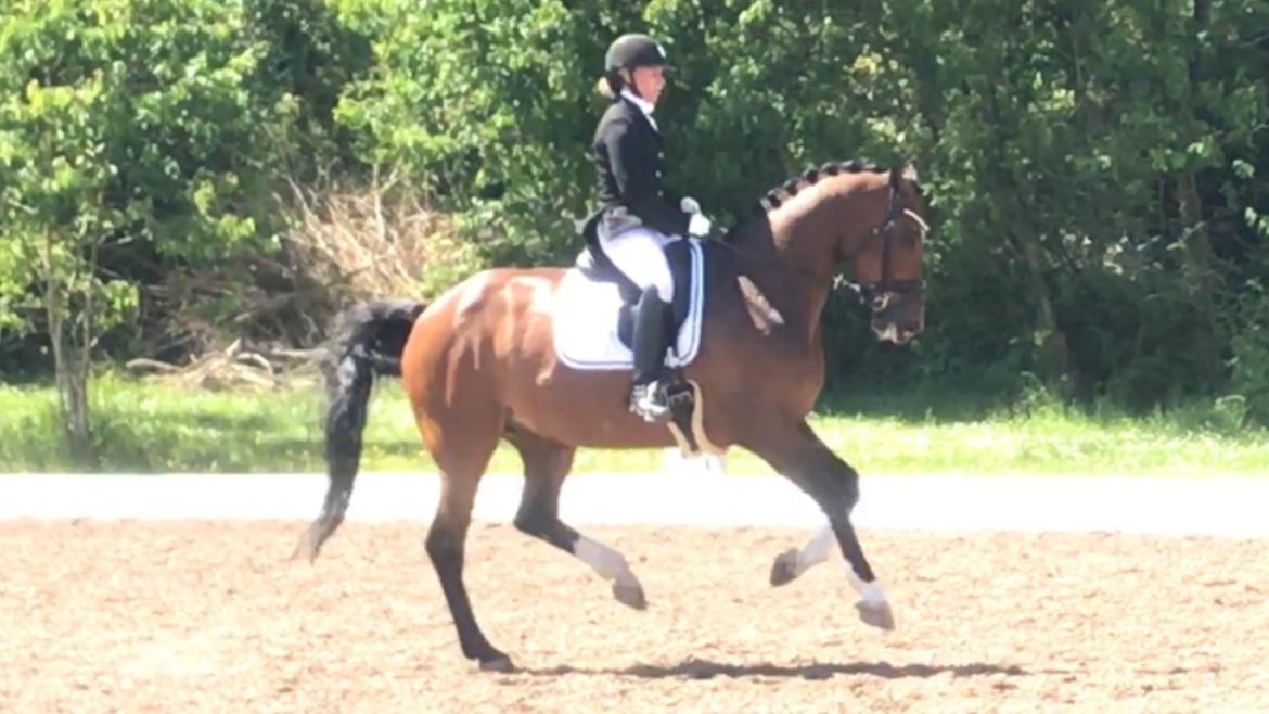 Dansk Varmblod Holmgårds le´mil billede 19