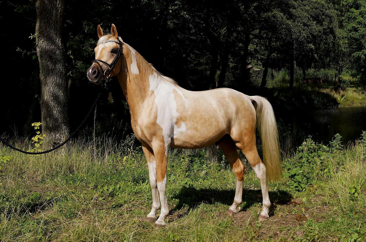 Pinto Araber Painted dreamcatcher billede 14