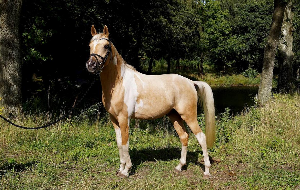 Pinto Araber Painted dreamcatcher billede 16