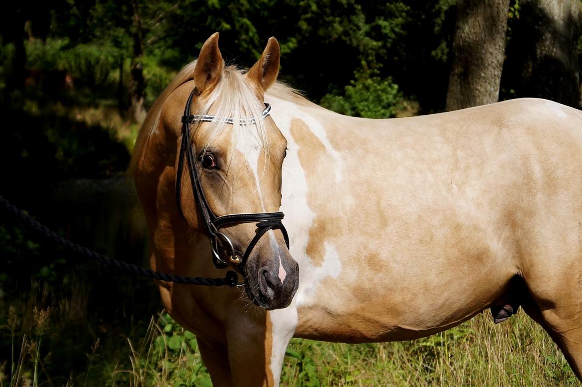 Pinto Araber Painted dreamcatcher billede 13