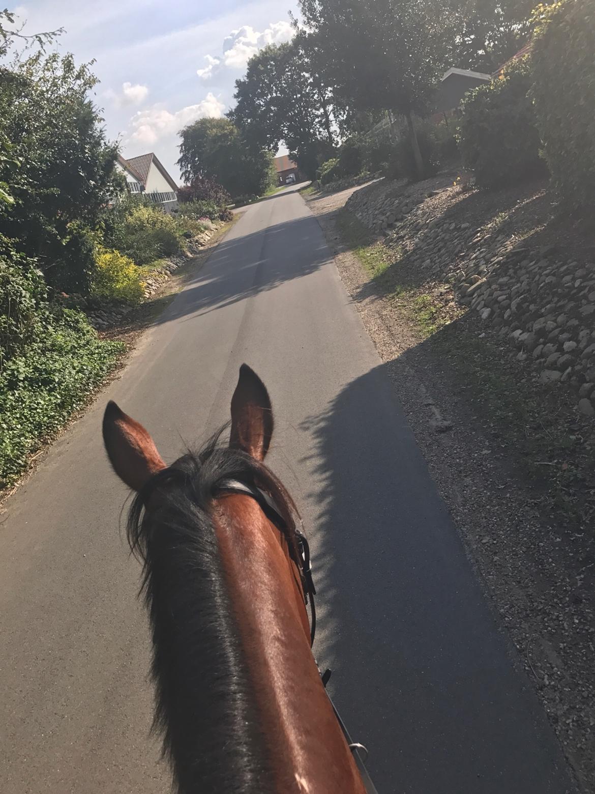 Traver Ja Post~Pub ( Popper ) billede 10