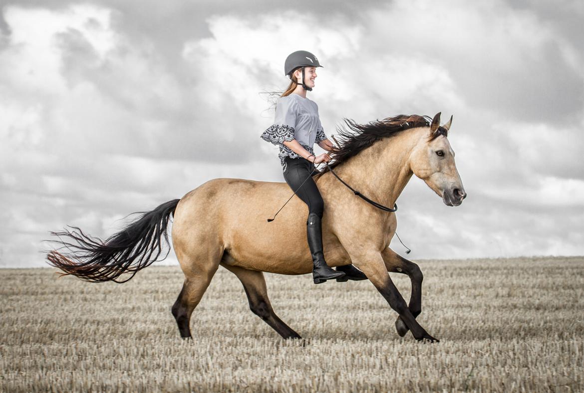 Connemara Skærgårdens Irish Love - Første galop på stubmarkerne i 2017 - 27.08.2017 billede 3