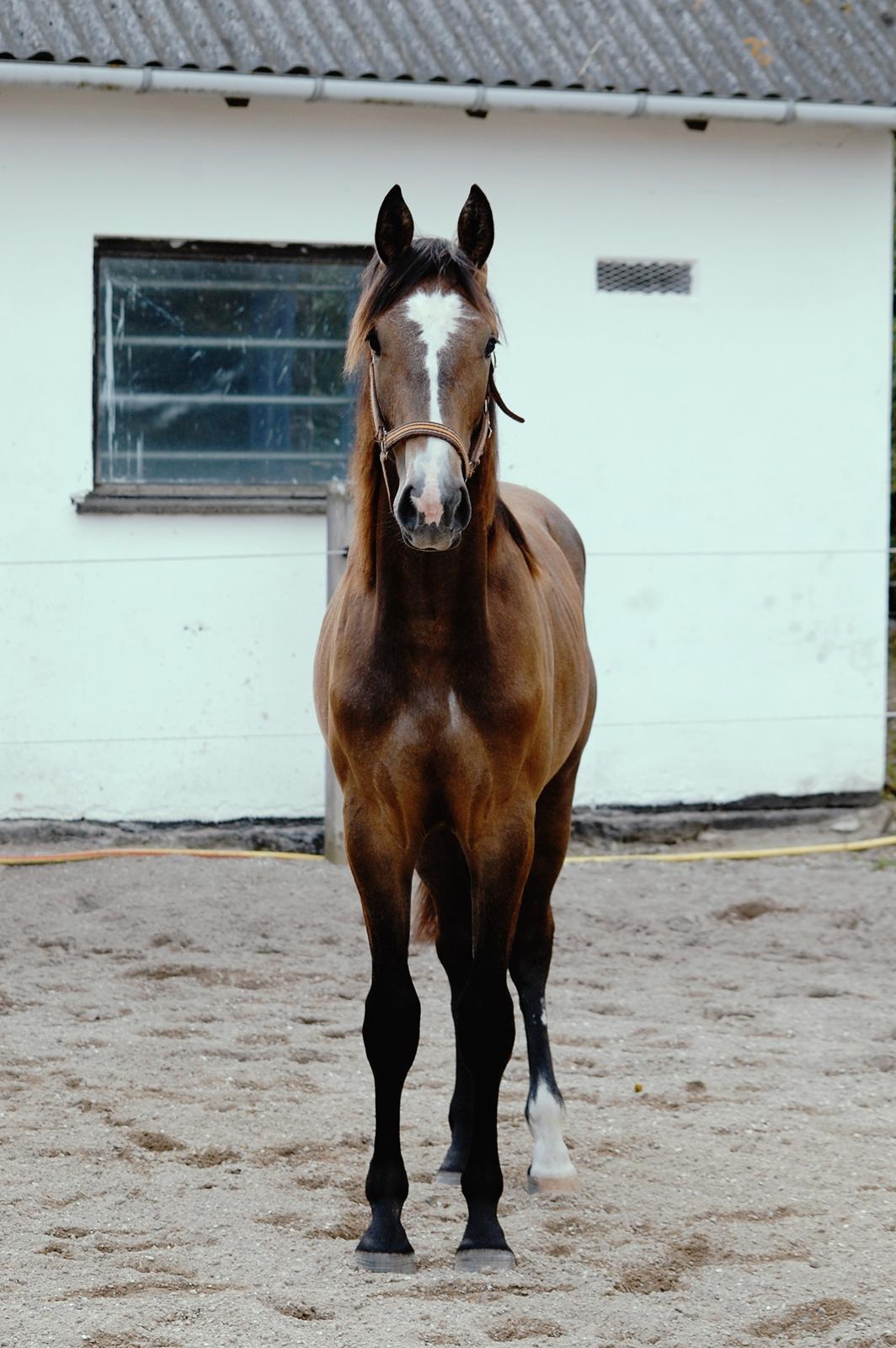 Hannoveraner Leverano billede 1