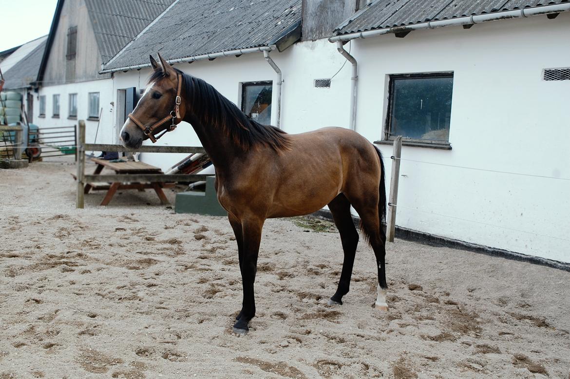 Hannoveraner Leverano billede 3