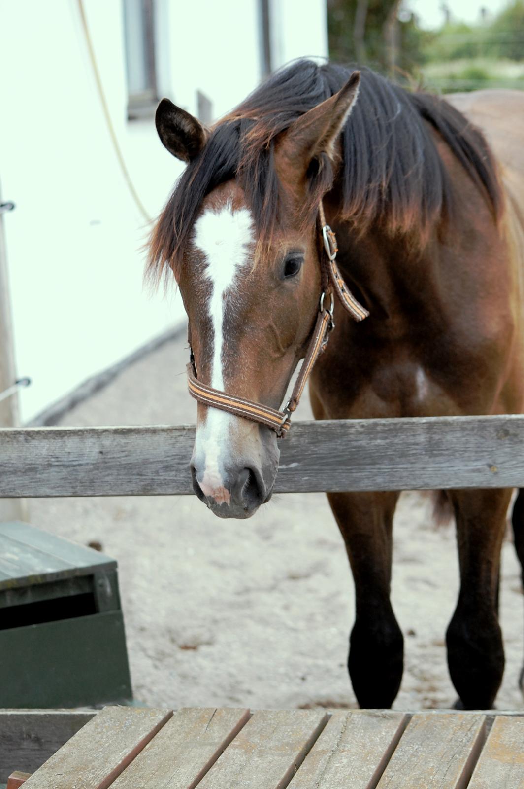 Hannoveraner Leverano billede 2