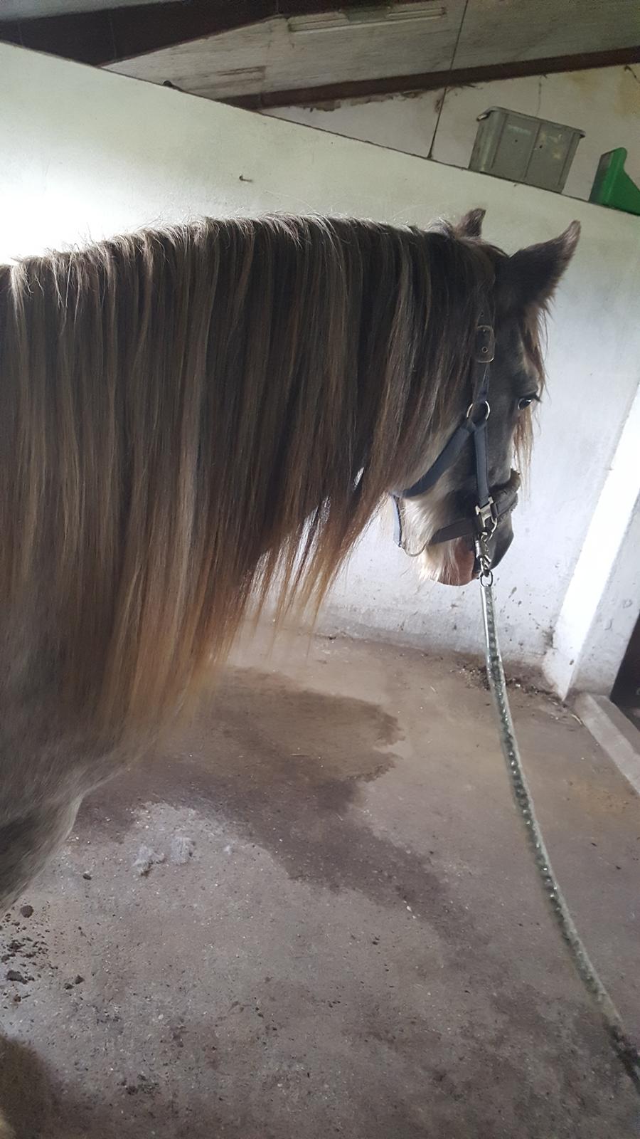 Irish Cob moonlight billede 1
