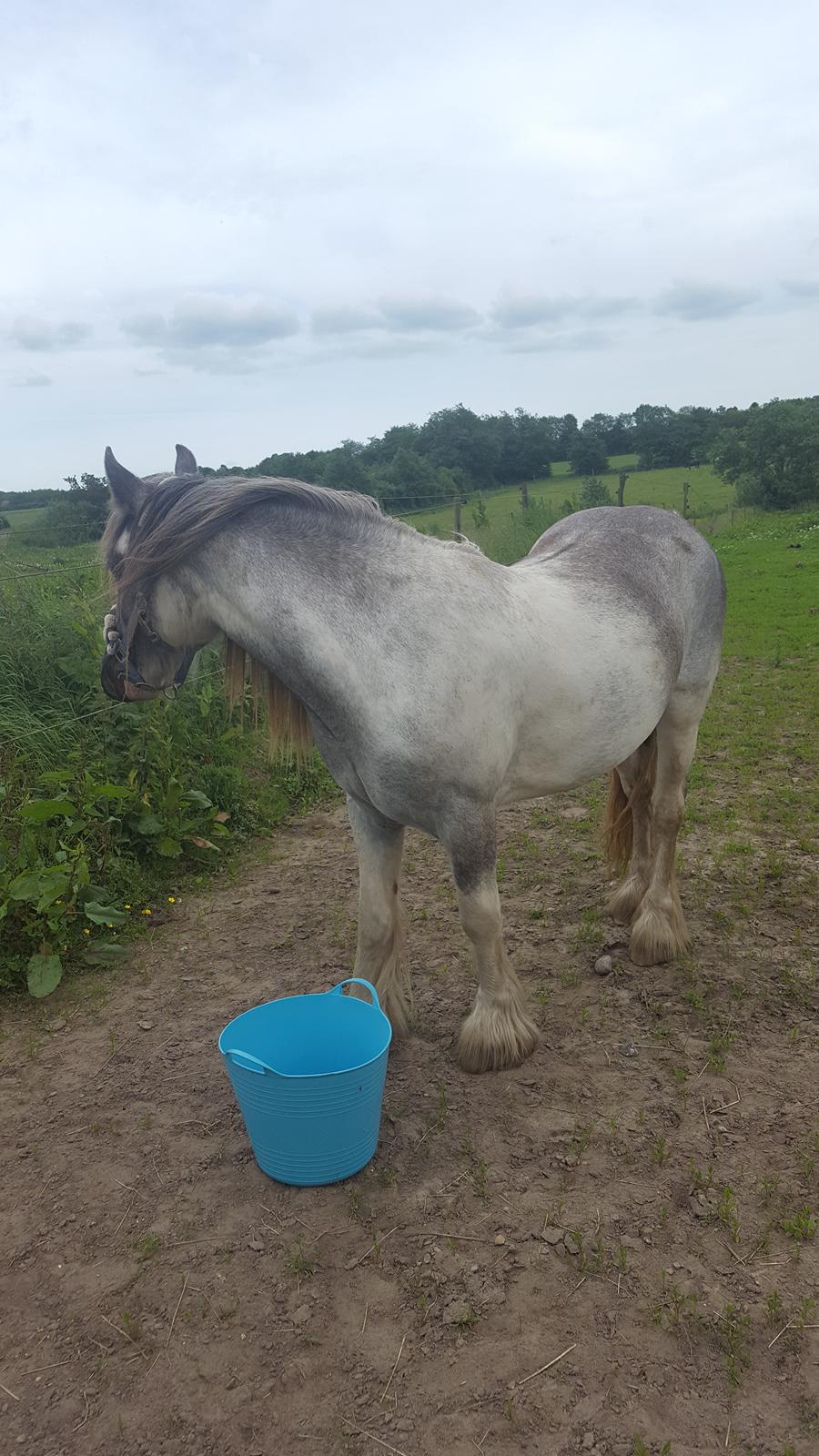 Irish Cob moonlight billede 3