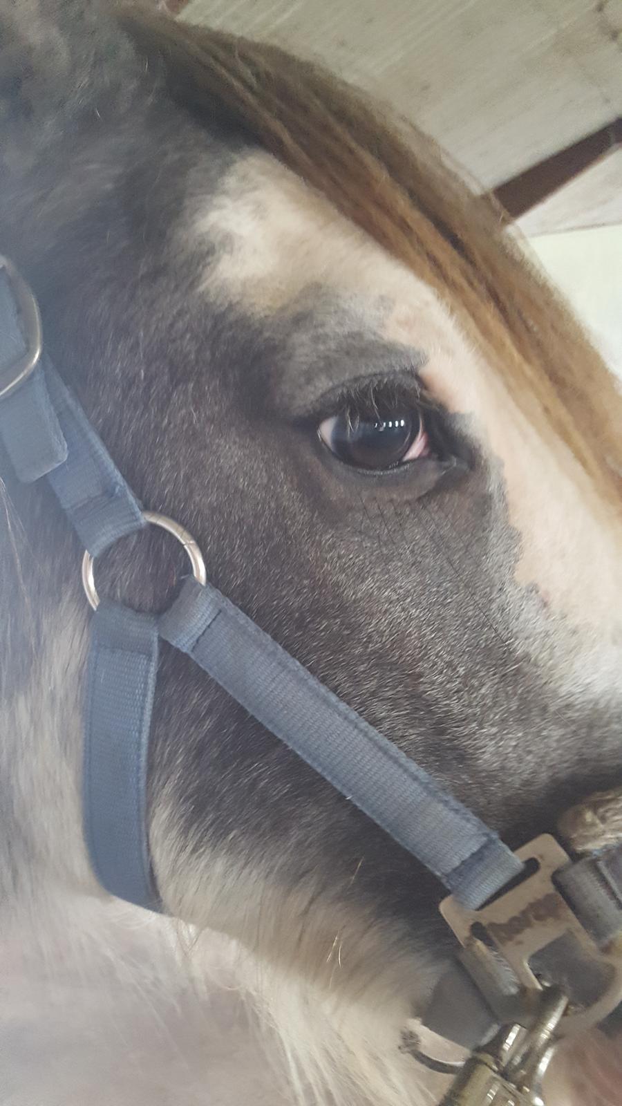 Irish Cob moonlight billede 2