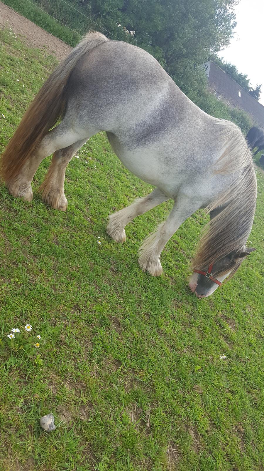 Irish Cob moonlight billede 4