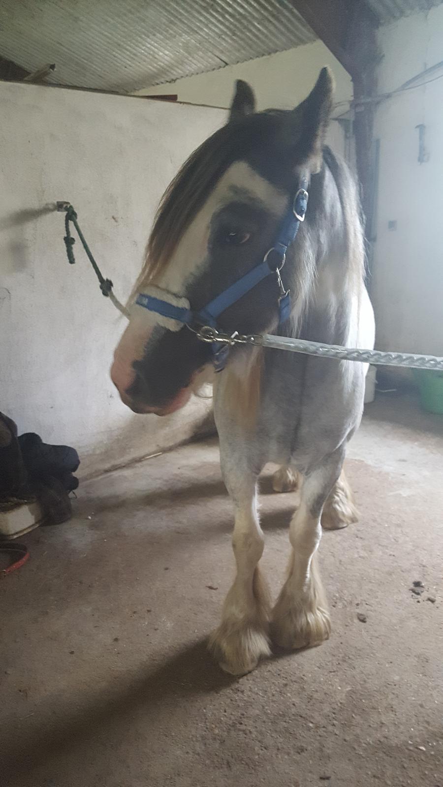 Irish Cob moonlight billede 5