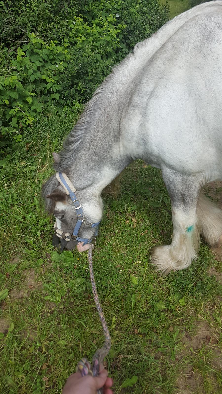 Irish Cob moonlight billede 7