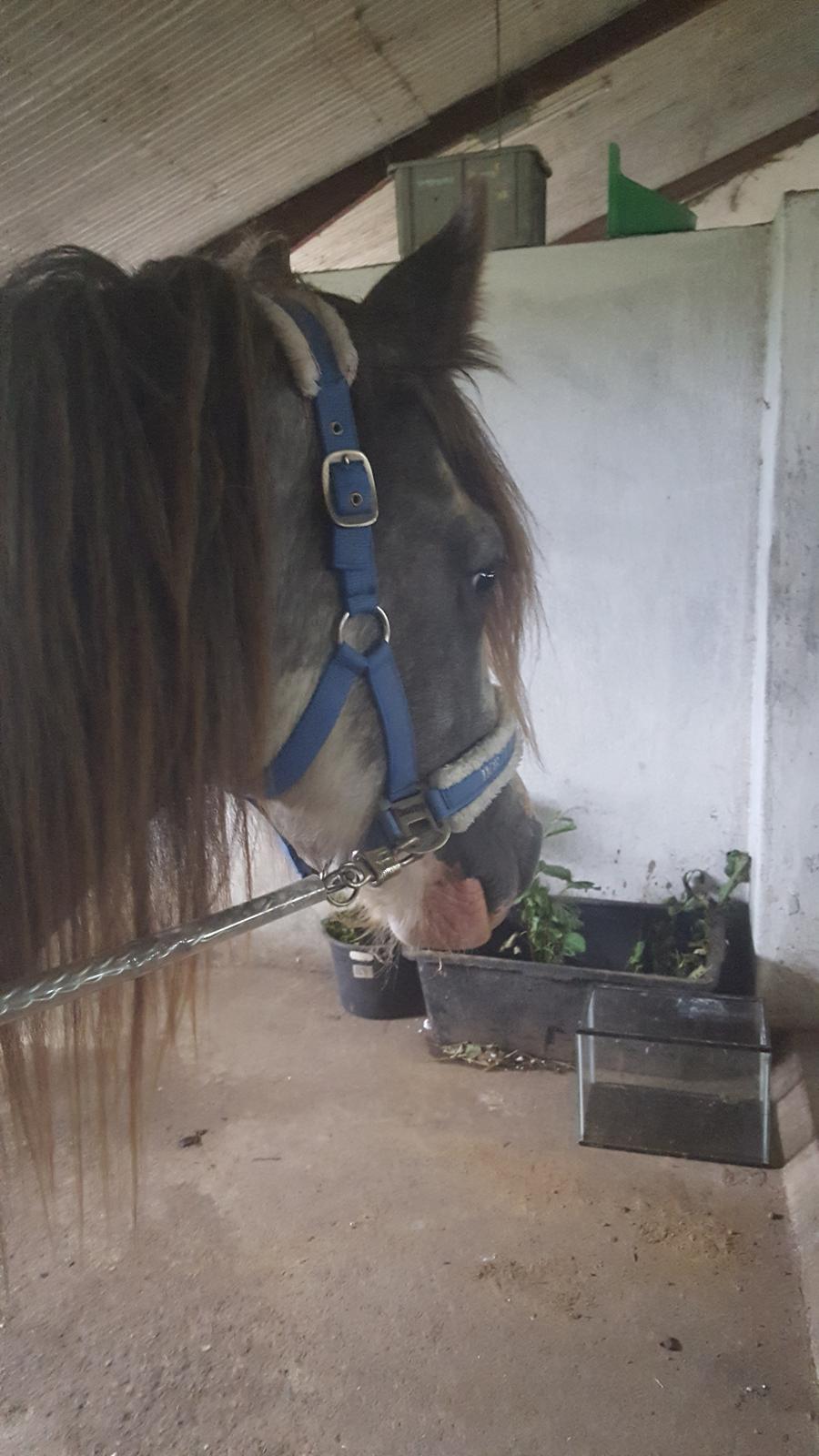 Irish Cob moonlight billede 8