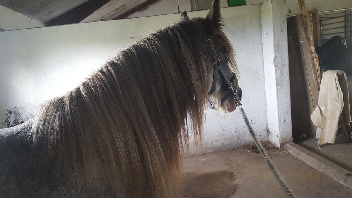 Irish Cob moonlight billede 9