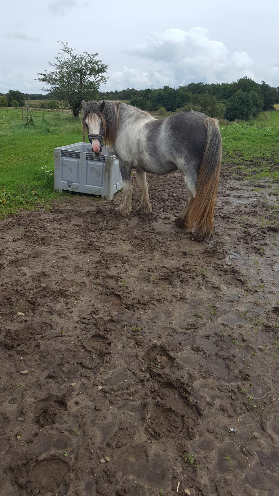 Irish Cob moonlight billede 11