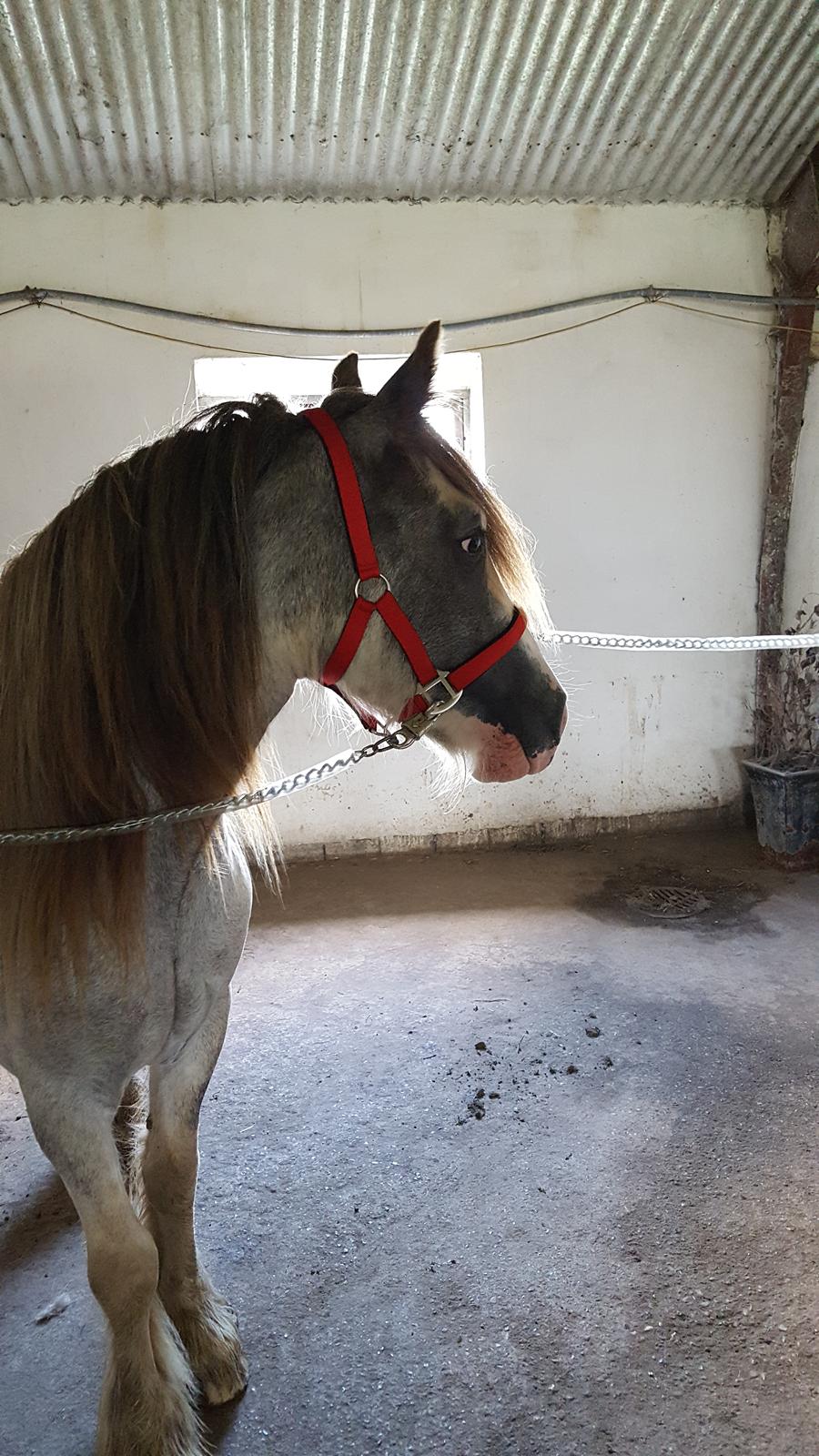 Irish Cob moonlight billede 6