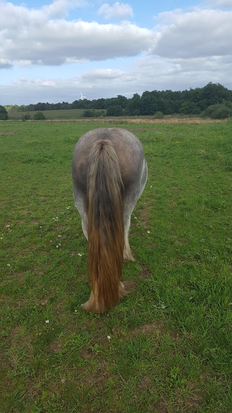 Irish Cob moonlight billede 12