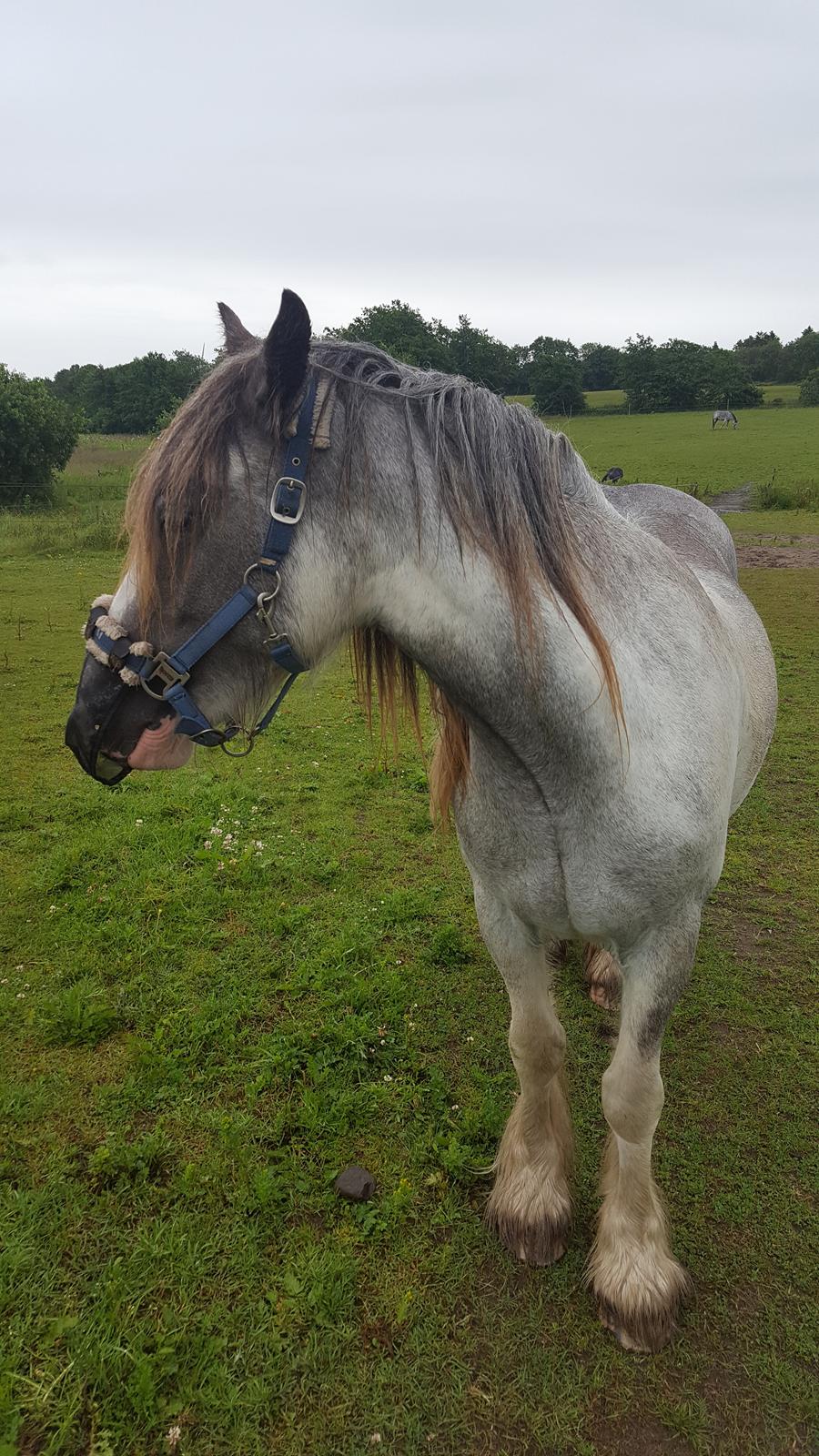 Irish Cob moonlight billede 10
