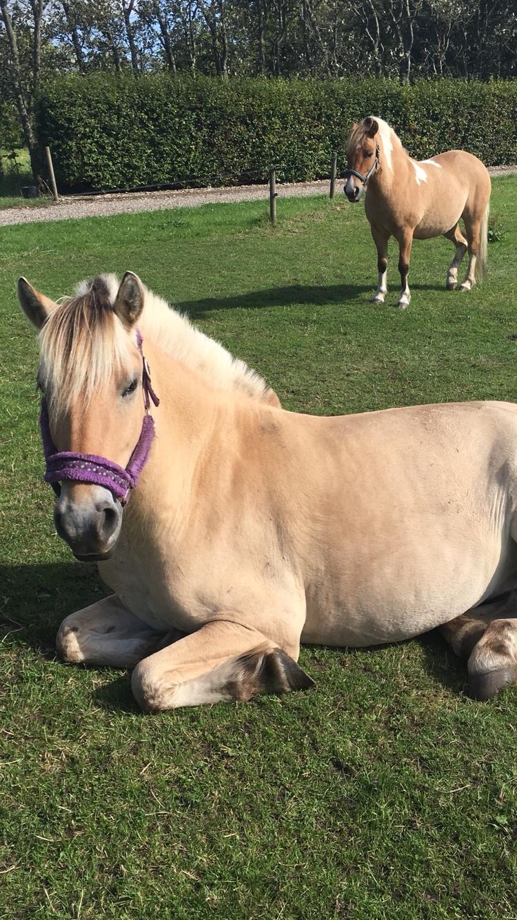 Fjordhest Knudehuse's Fie billede 8