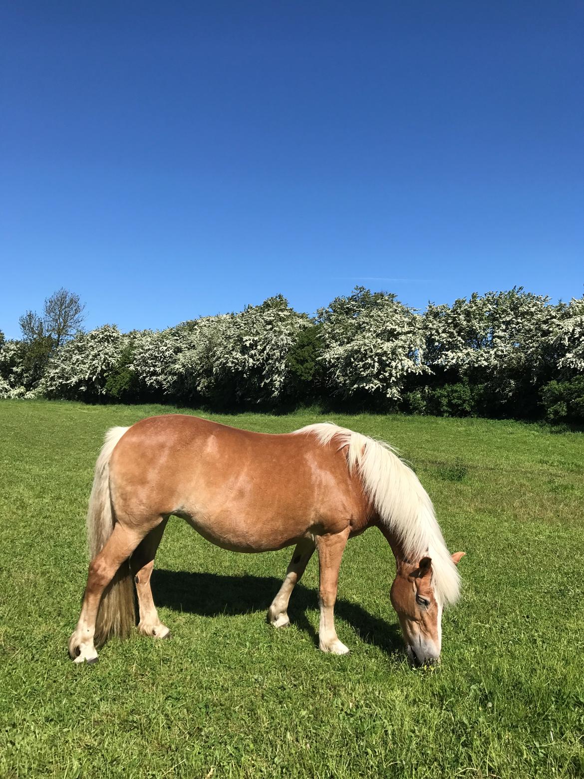 Haflinger Unda billede 13