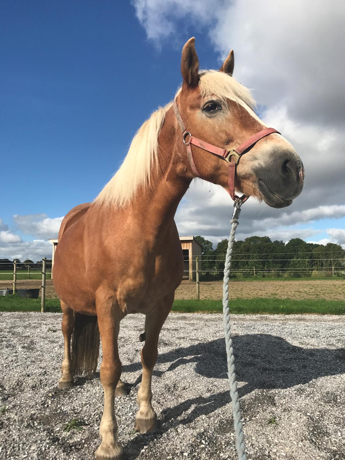 Haflinger Unda billede 15