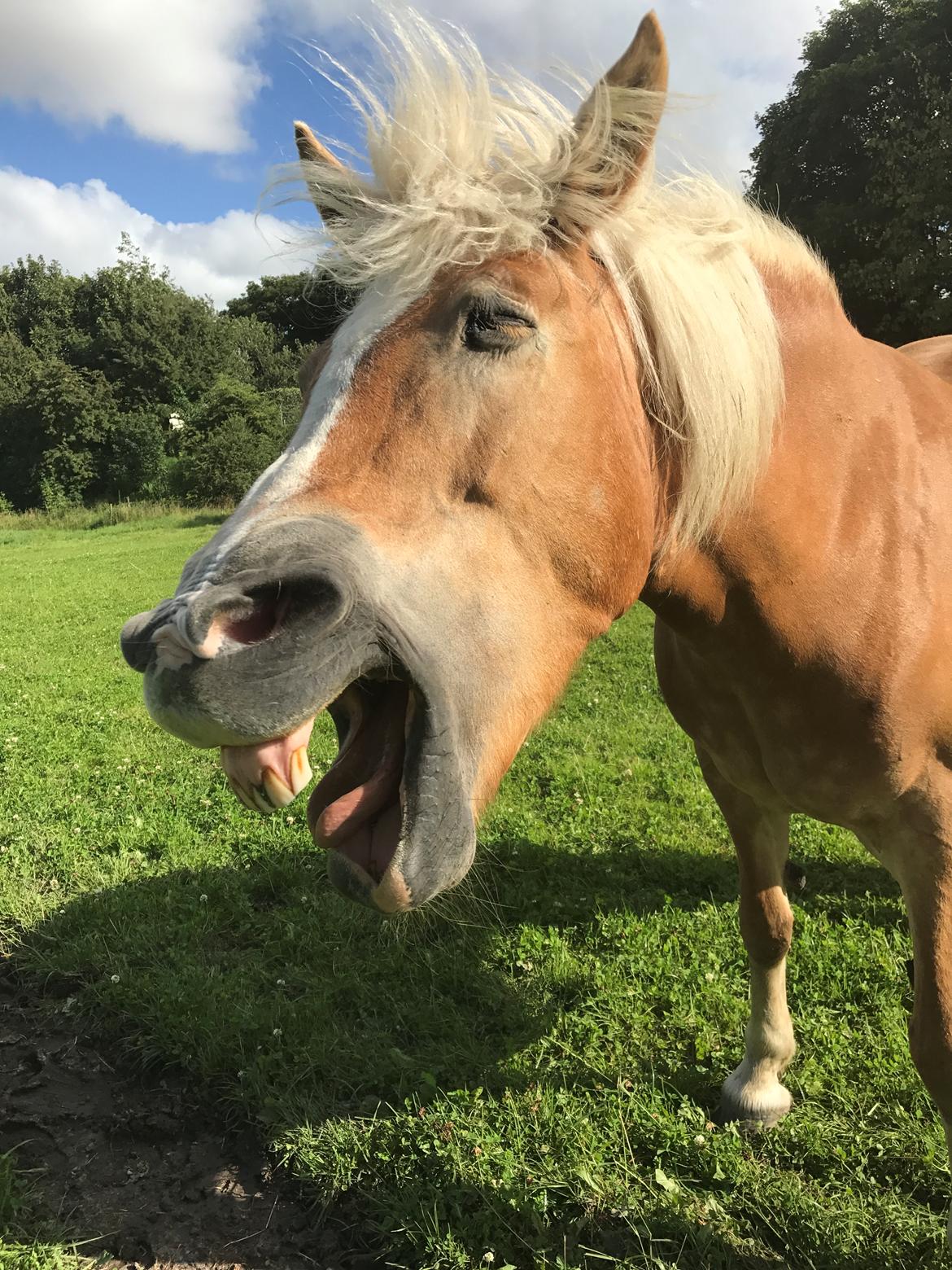 Haflinger Unda billede 14