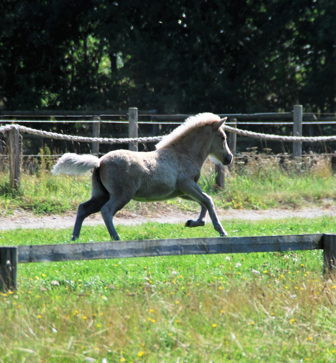 Islænder Öskubuska fra Otte billede 8