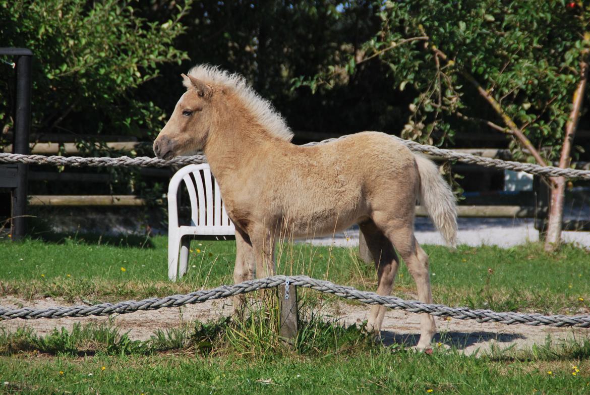 Islænder Öskubuska fra Otte billede 10