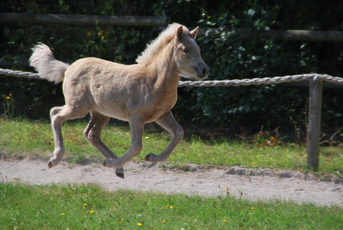 Islænder Öskubuska fra Otte billede 11