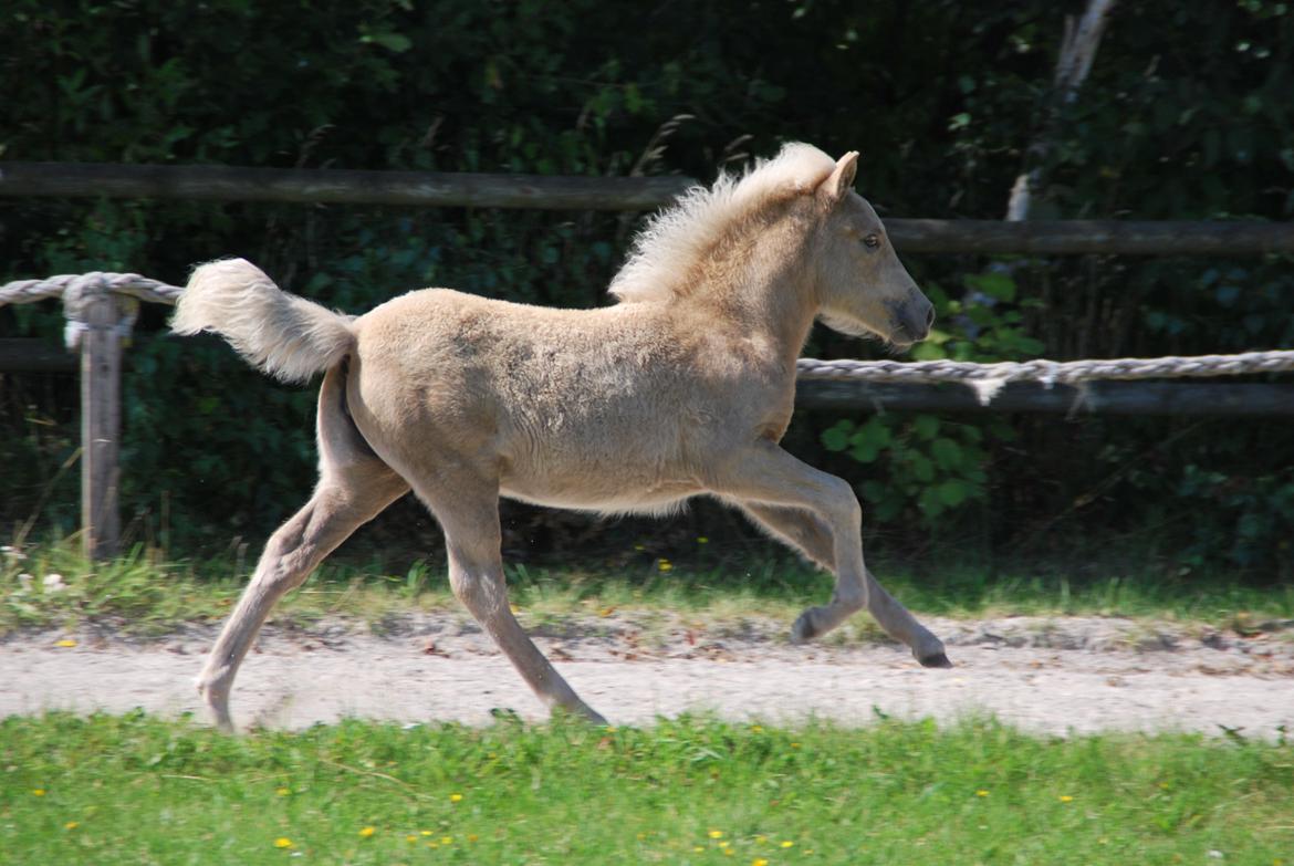 Islænder Öskubuska fra Otte billede 12