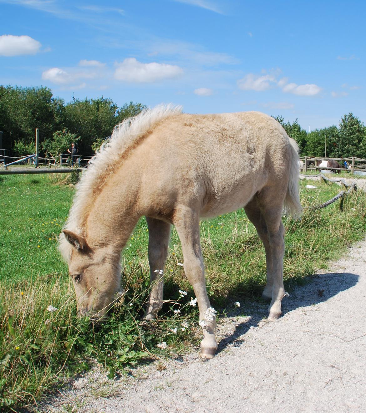 Islænder Öskubuska fra Otte billede 13
