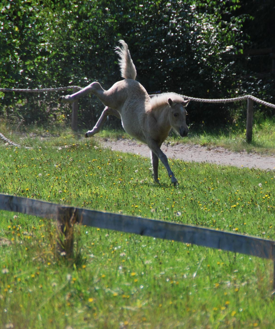Islænder Öskubuska fra Otte billede 9