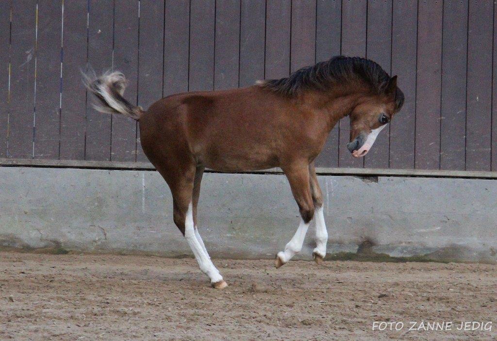 Welsh Mountain (sec A) Padesølund's Just Belle  SOLGT billede 11