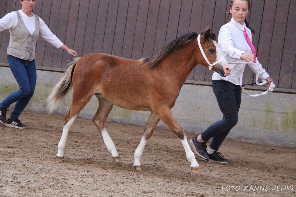 Welsh Mountain (sec A) Padesølund's Just Belle  SOLGT billede 12