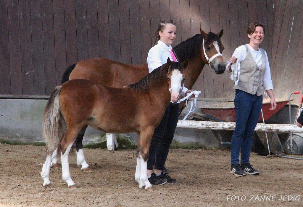 Welsh Mountain (sec A) Padesølund's Just Belle  SOLGT billede 13