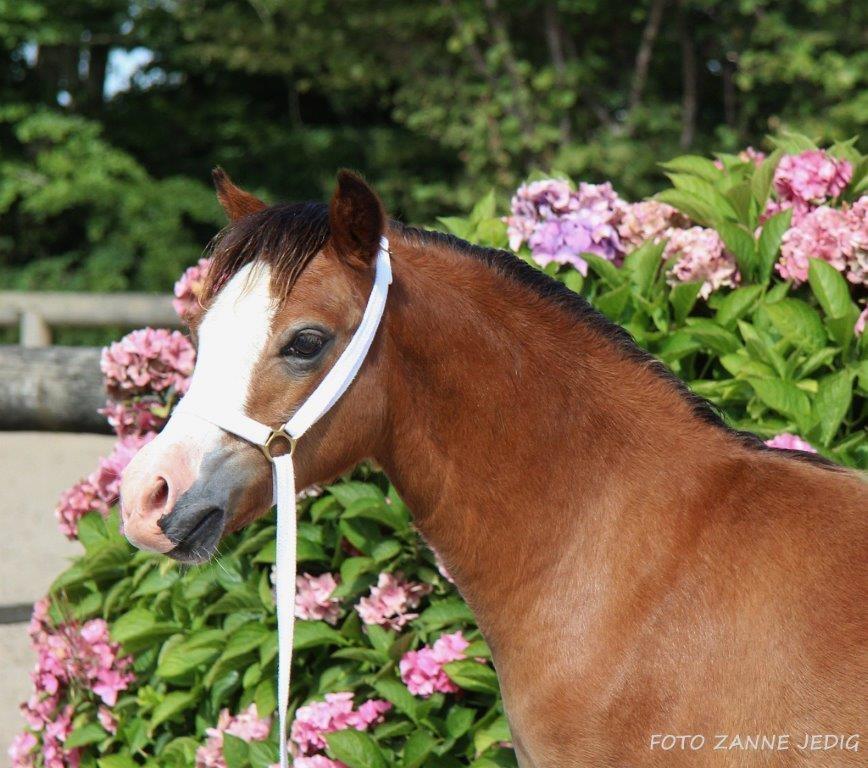 Welsh Mountain (sec A) Padesølund's Just Belle  SOLGT billede 14