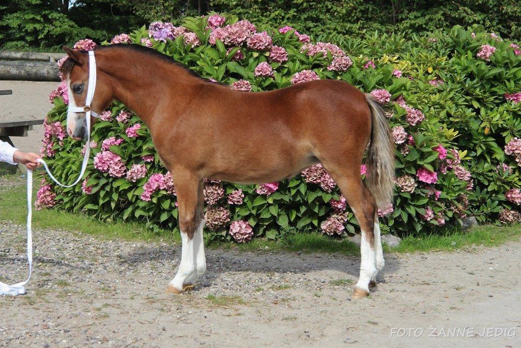 Welsh Mountain (sec A) Padesølund's Just Belle  SOLGT billede 15